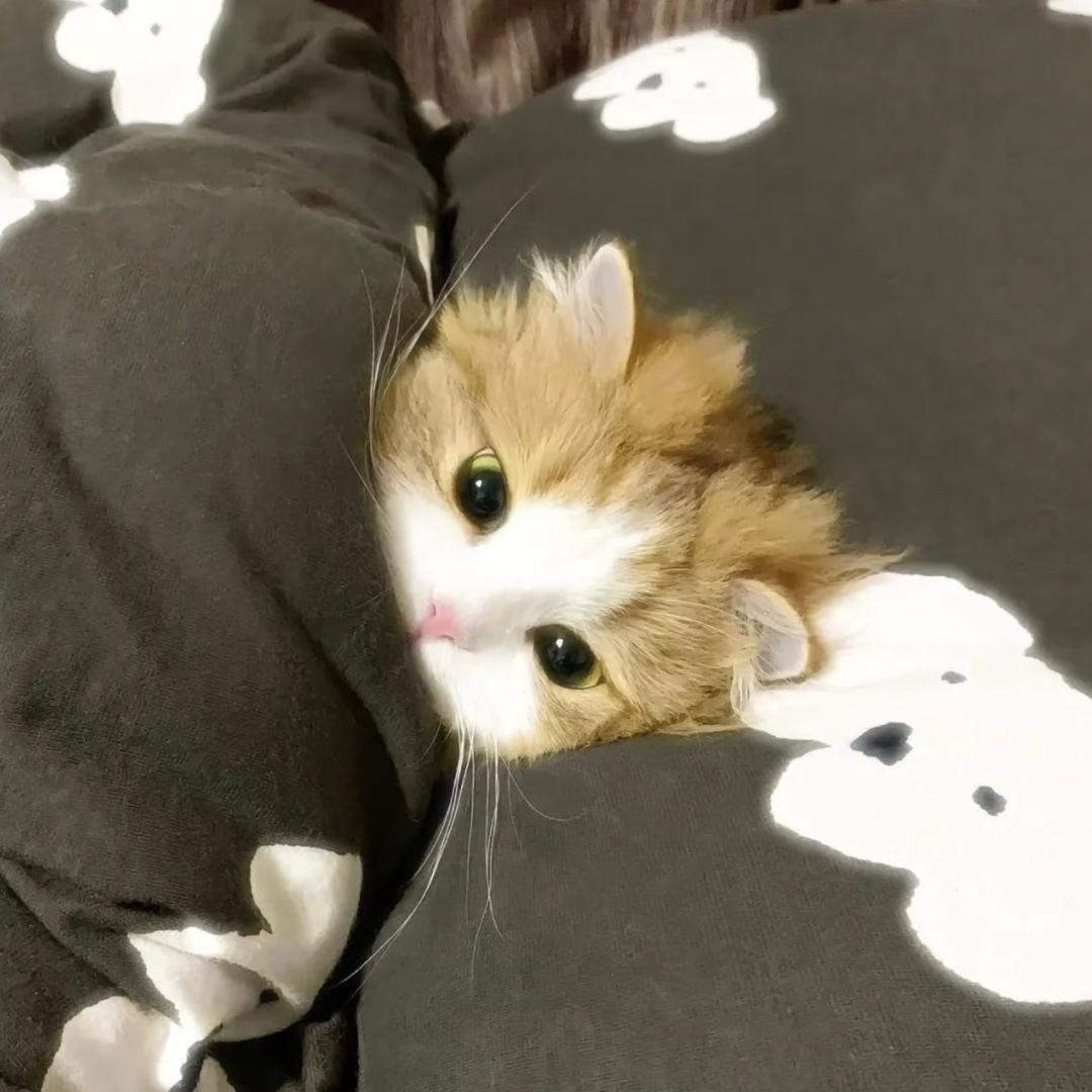 猫咪爱吃兔兔