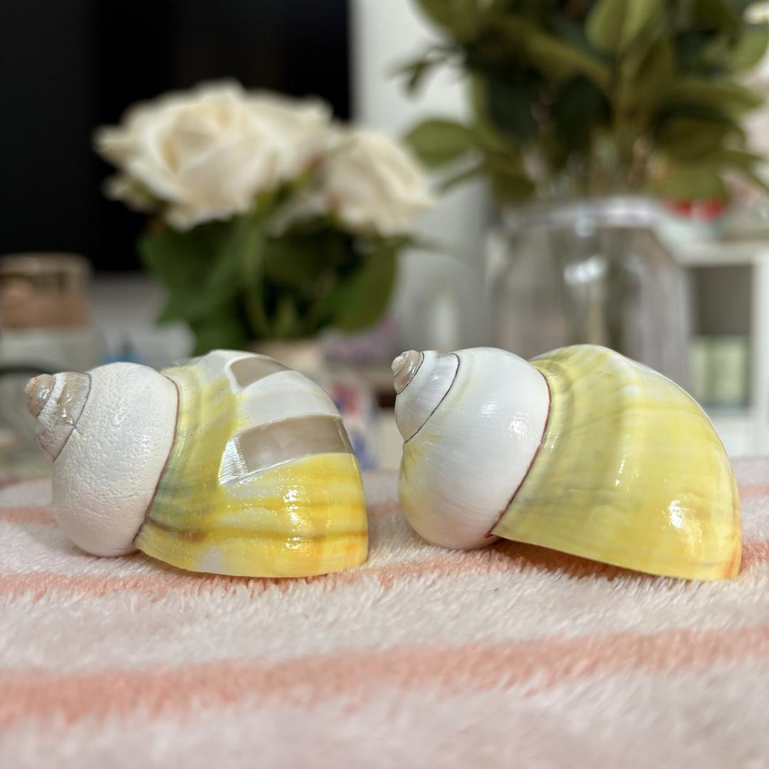 淘贝寄居蟹替换壳