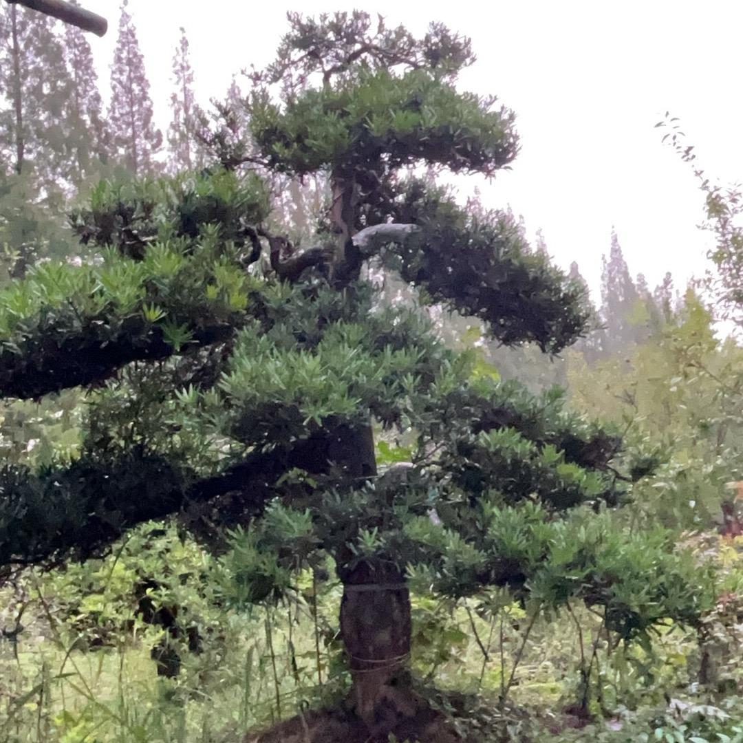 九品赌圣