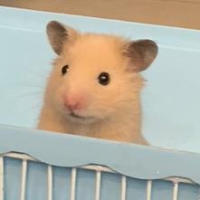 🐭家有两鼠🐹