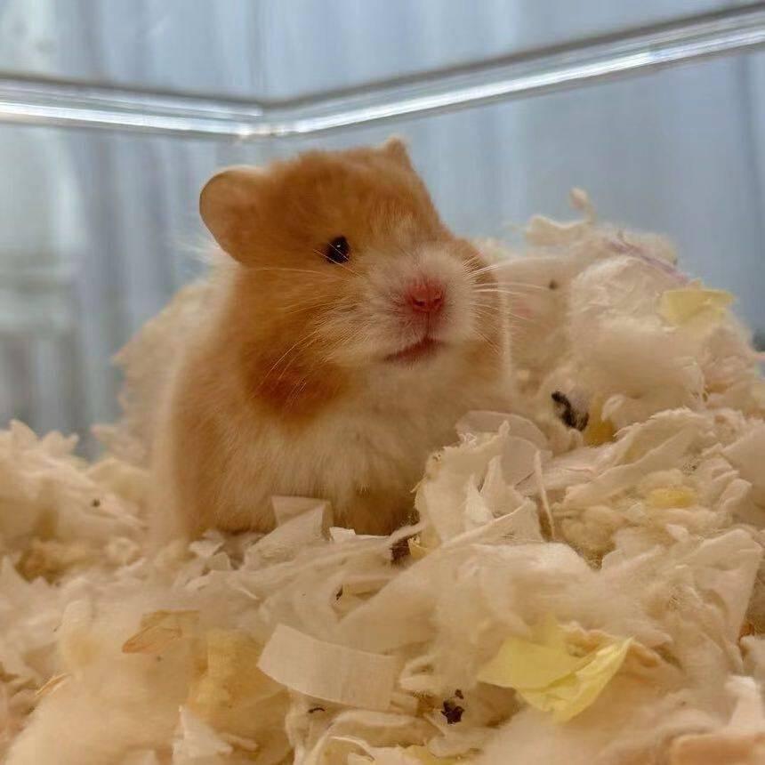 KOKI派派熊（出熊）