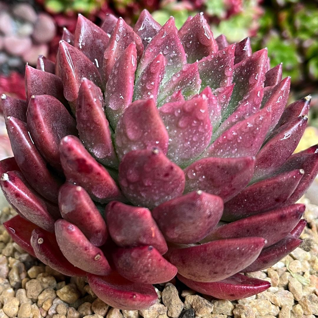 高高花园（多肉课堂）