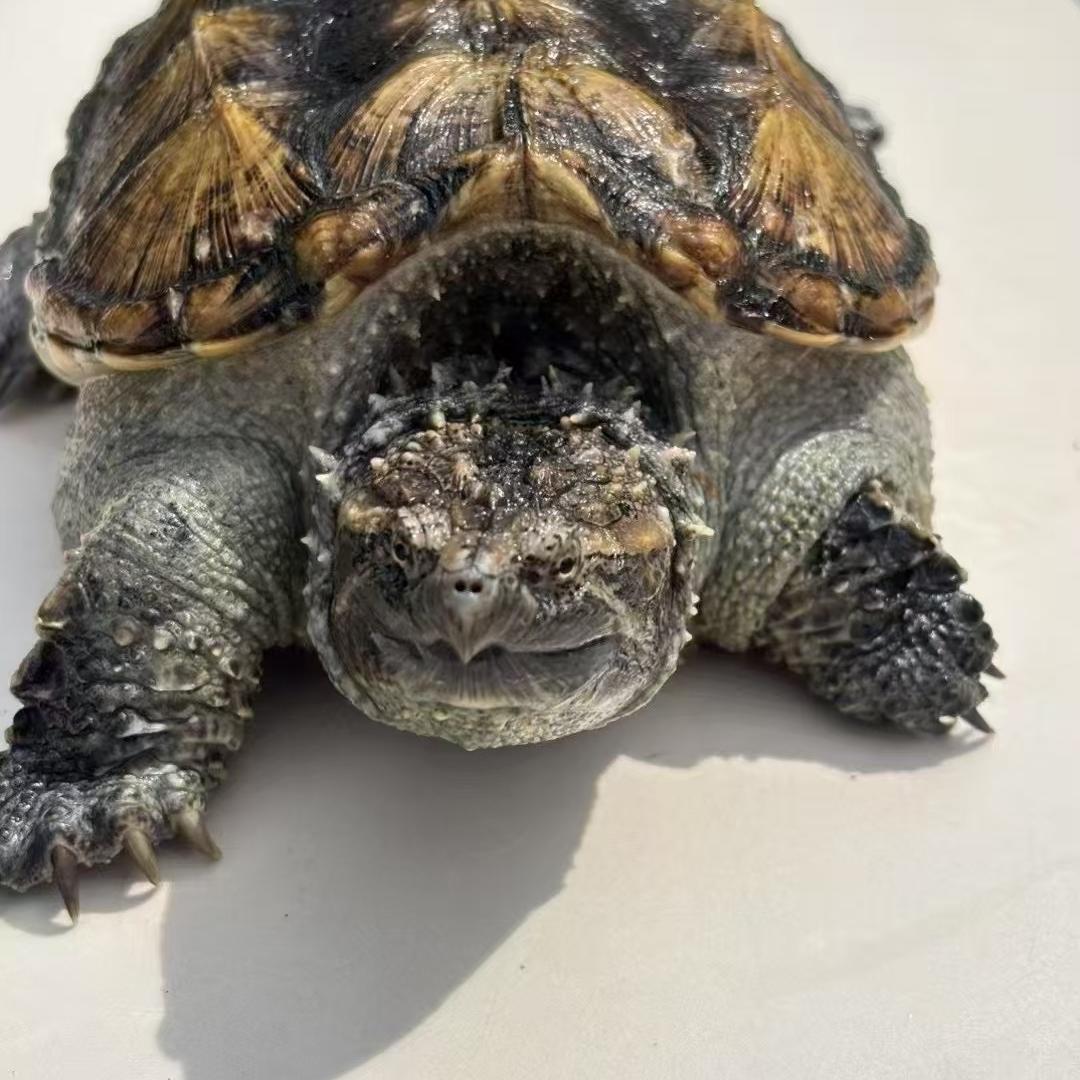 稻草人龟宠