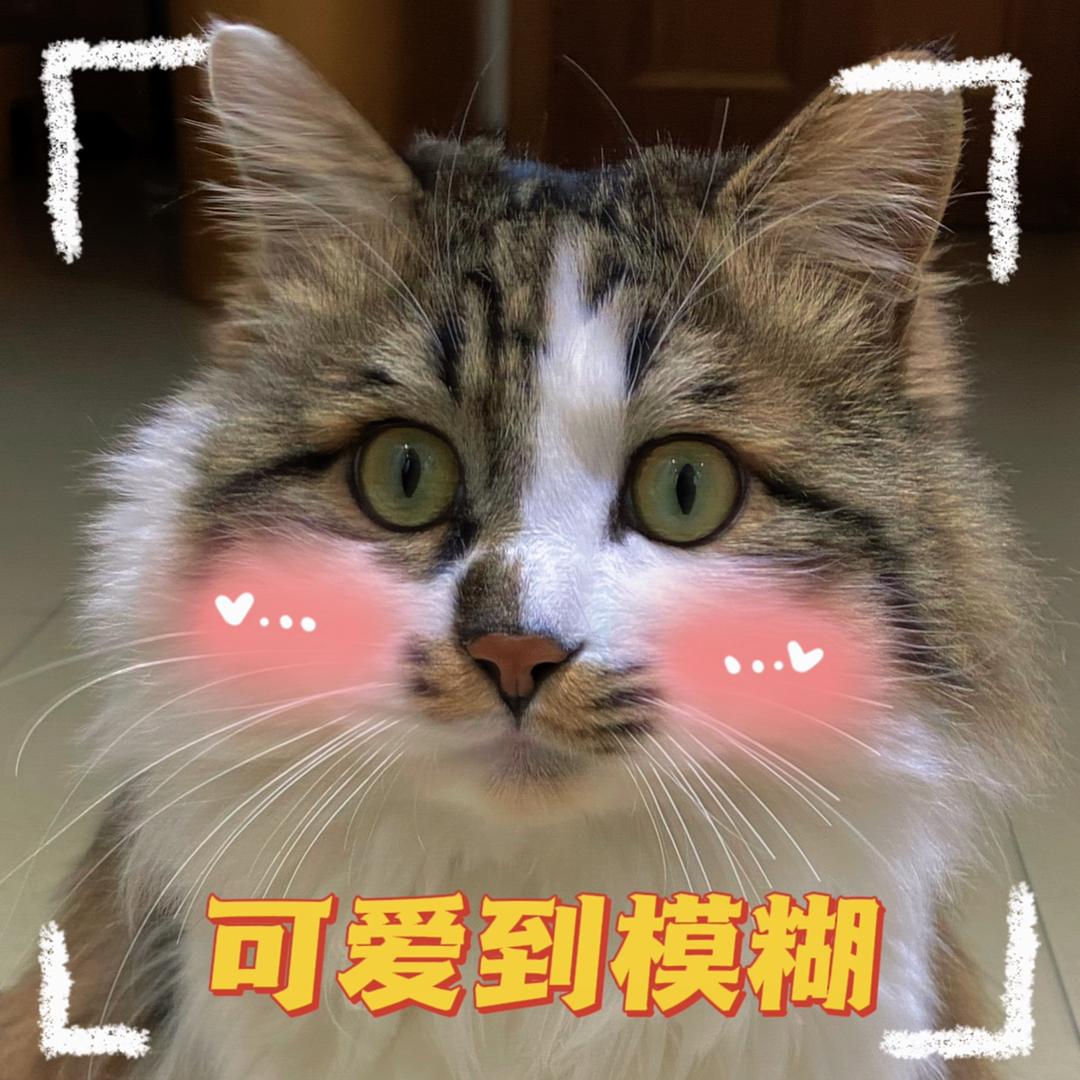 多咪小院