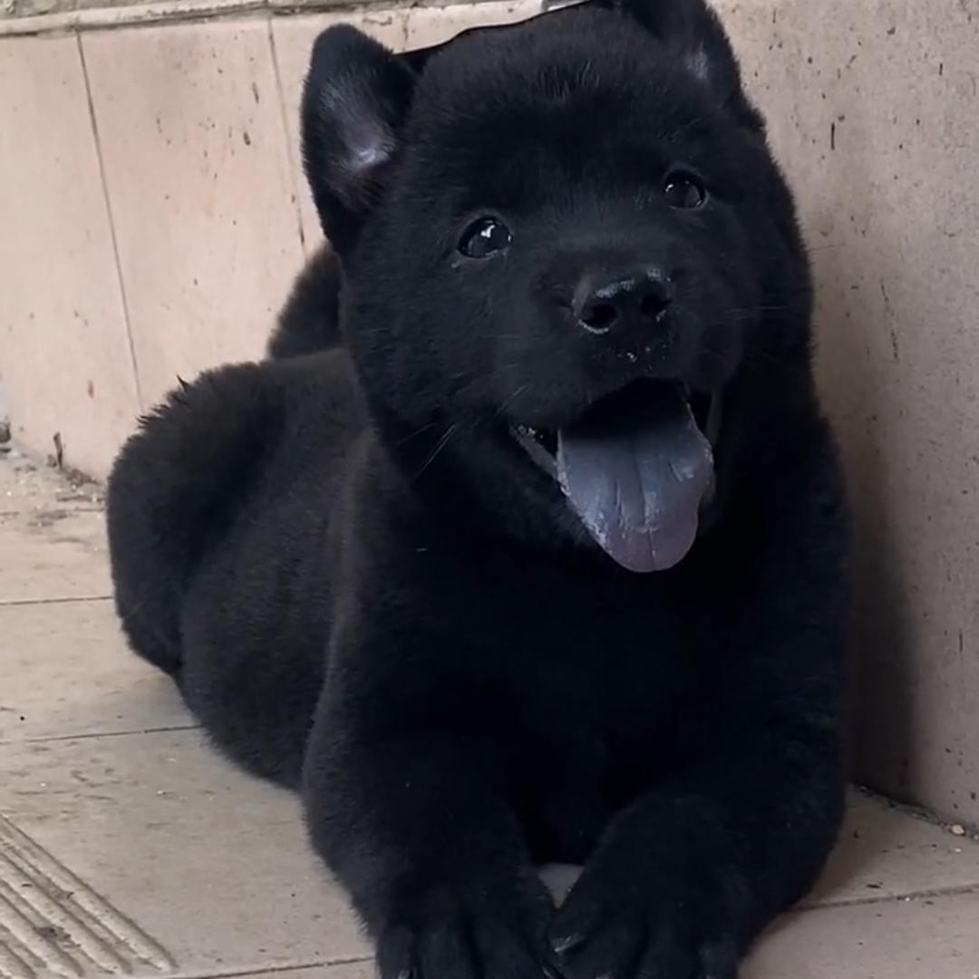 阿宁田园犬20宁