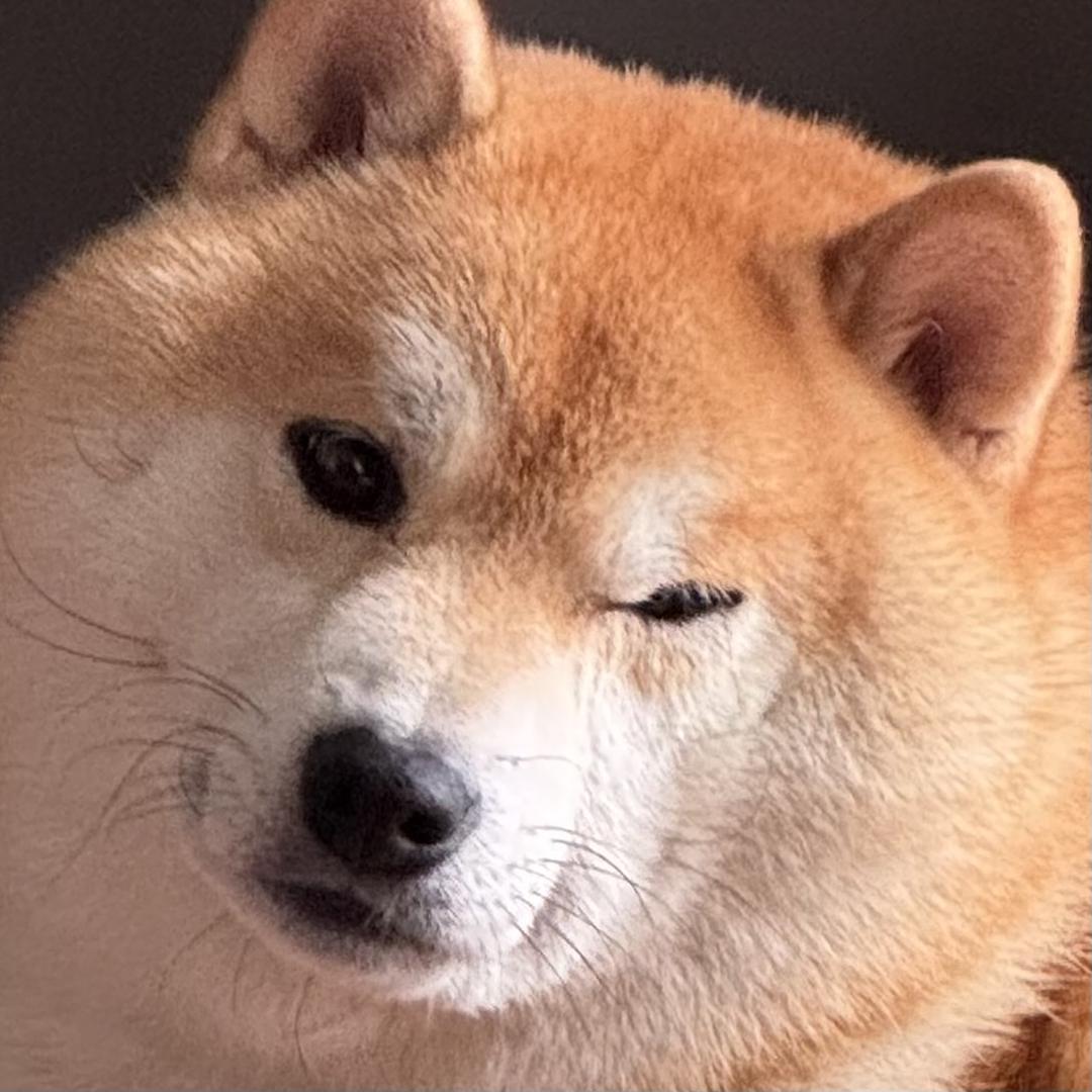 蛋蛋是肥柴