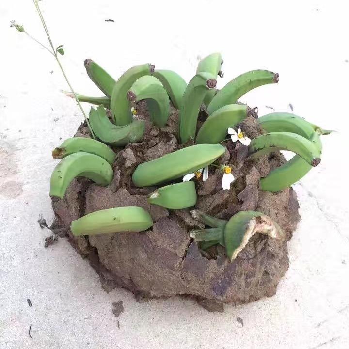徐徐吖