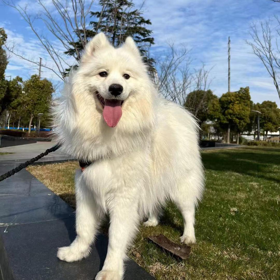 橘子味的橙子🍊