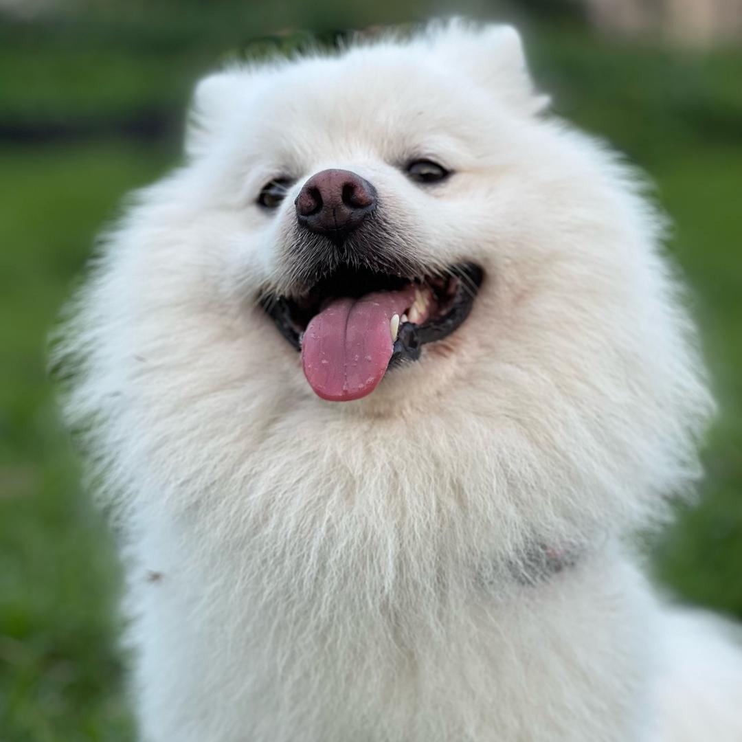 ❤️珍猪❤️