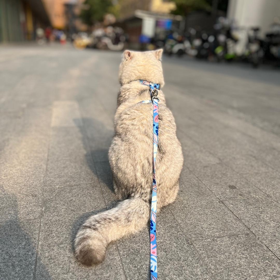 夏天的琑儿