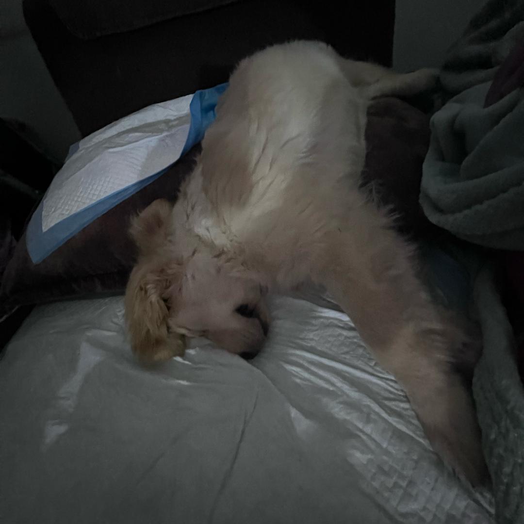 家有一堆智障猫狗