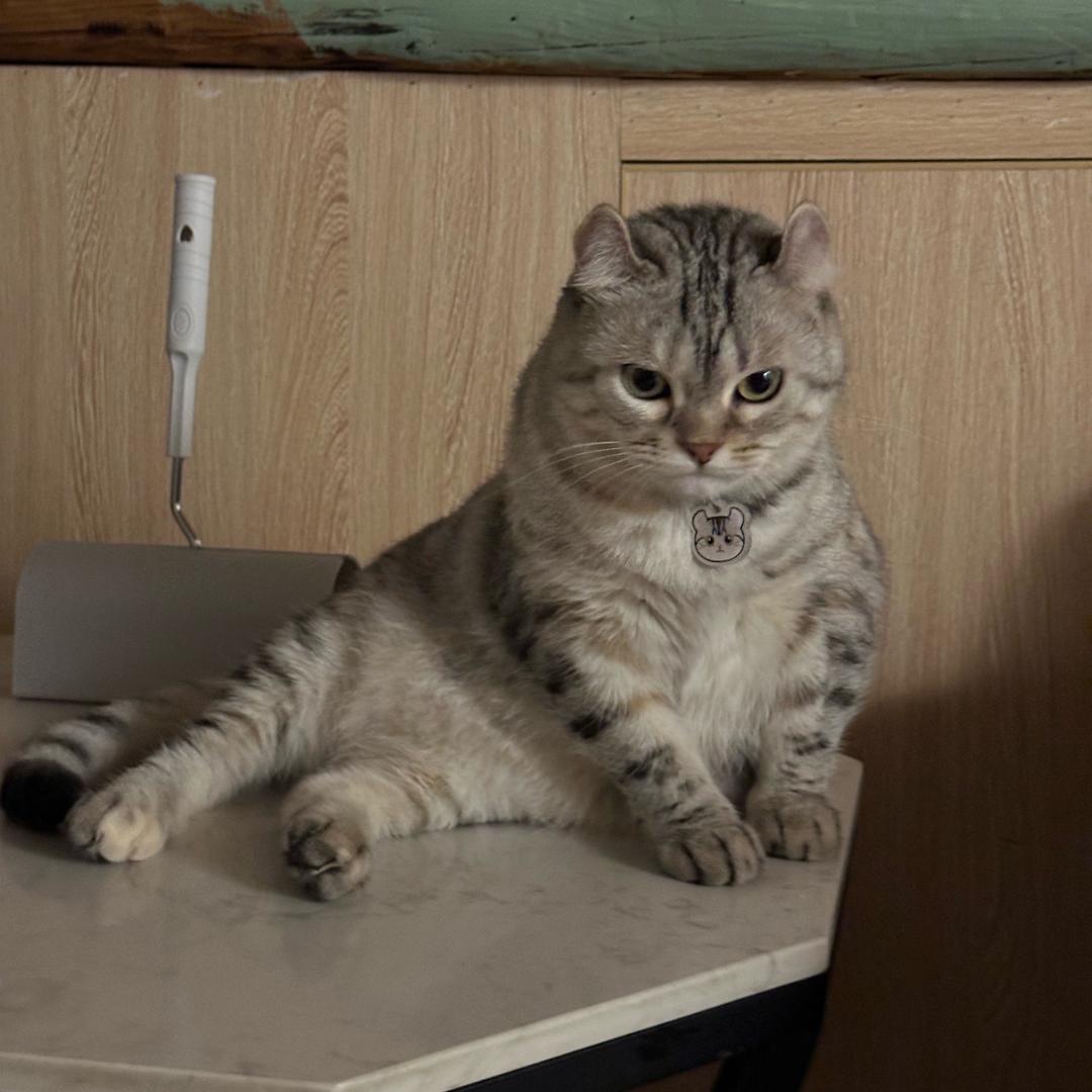 摩卡大战黄老二