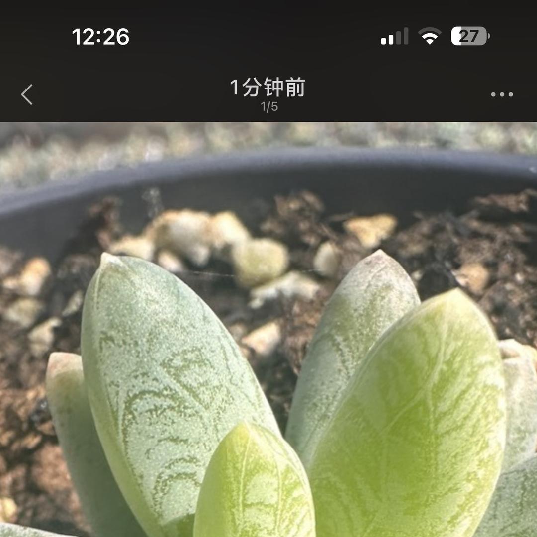 花时光精品多肉