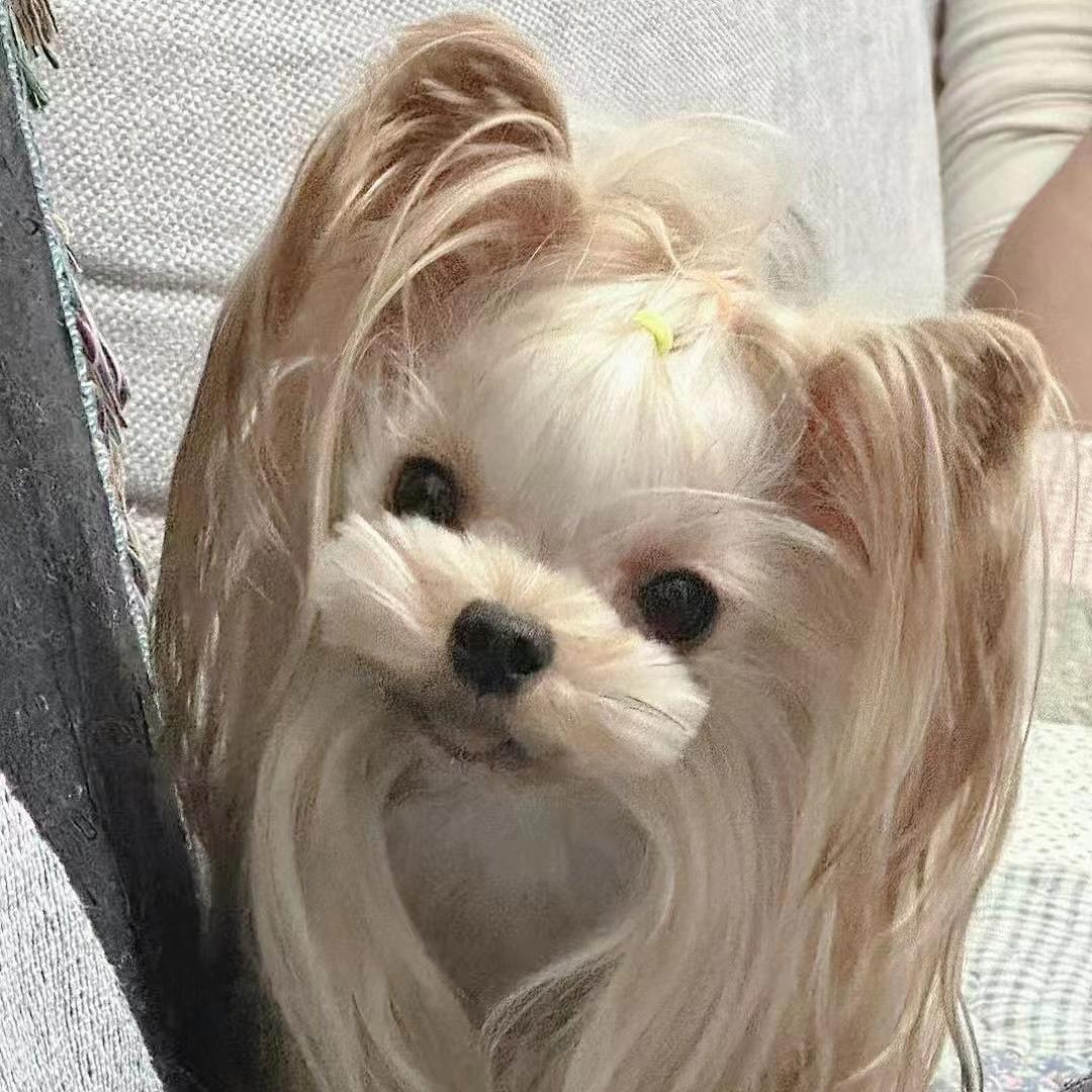 小精灵约克夏