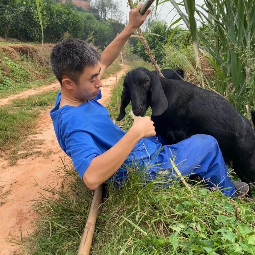 刘的羊🐑