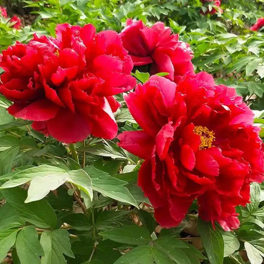 山东天香牡丹坊