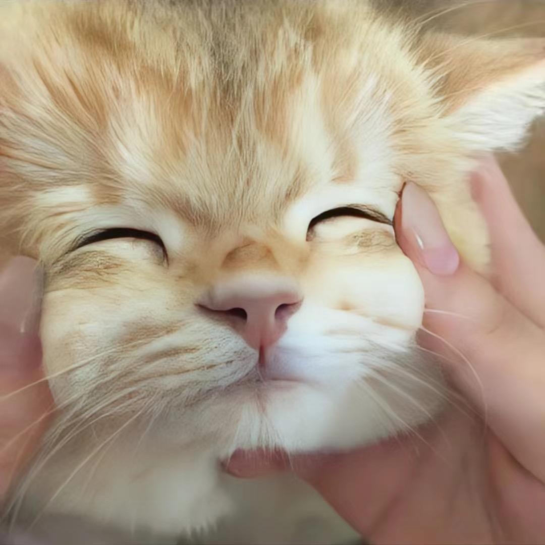 发财小崽呀