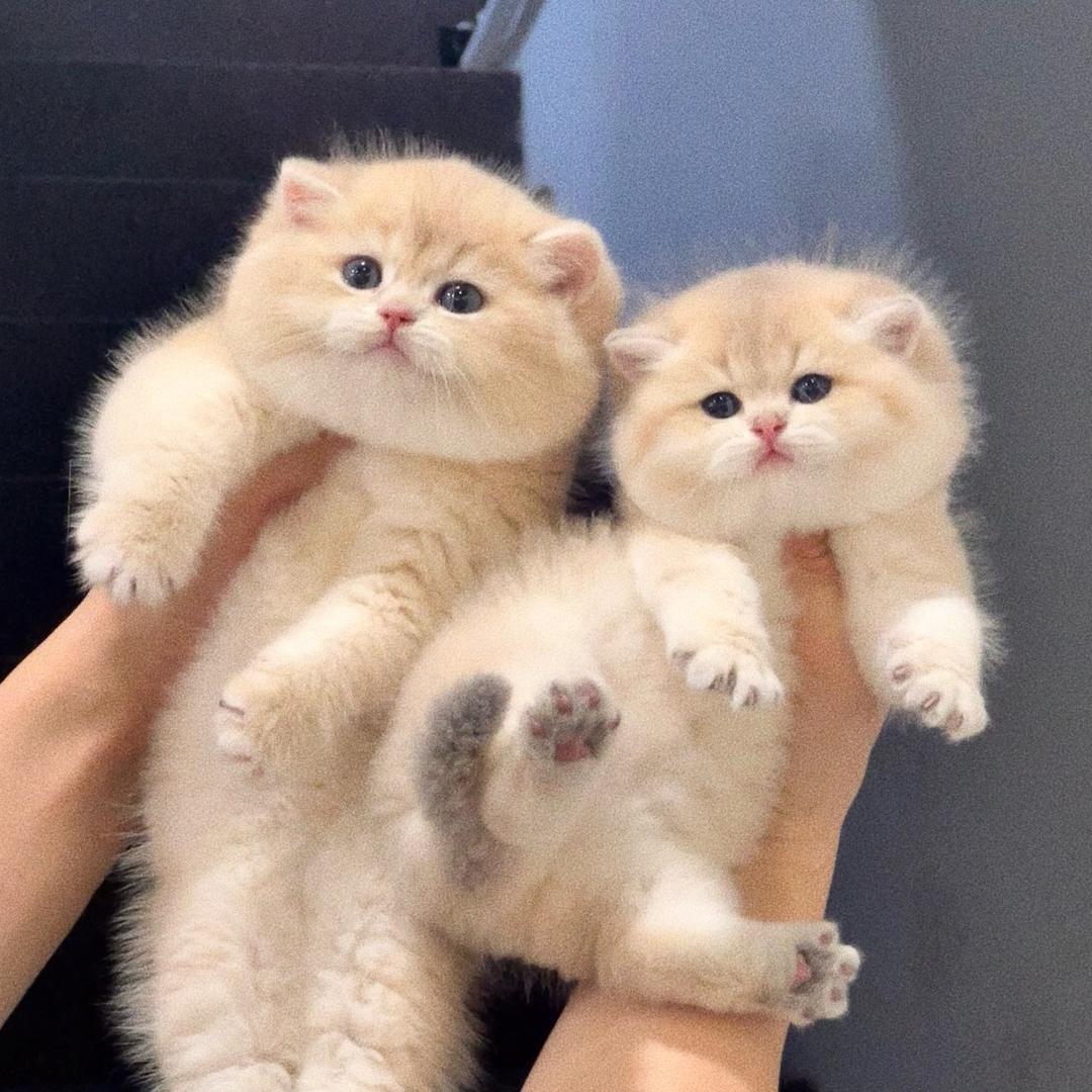 小台和小猫