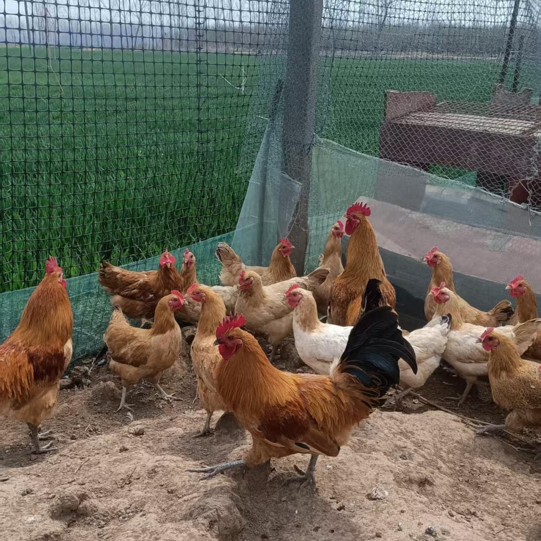 七七苏北黄羽土鸡