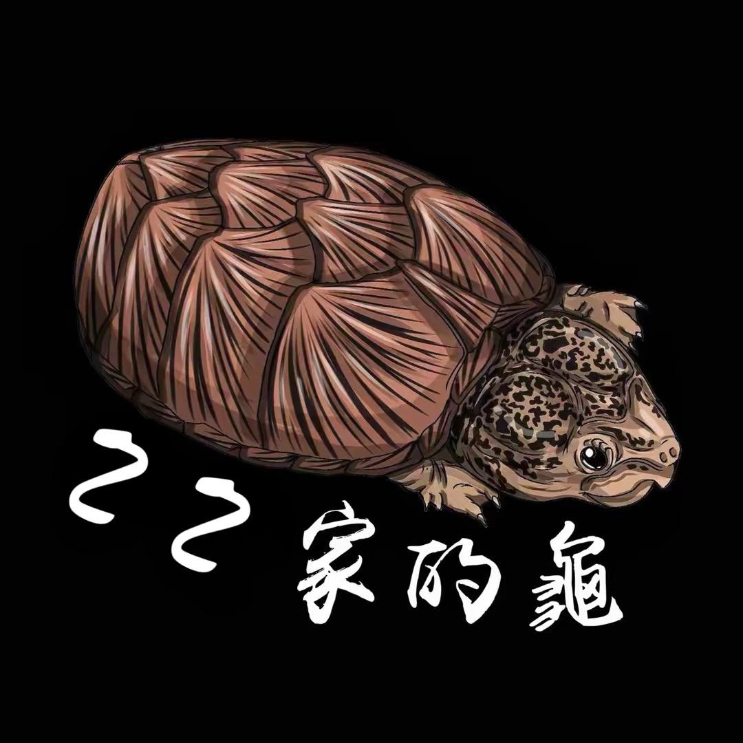 ZZ家的龟(唯一账号)