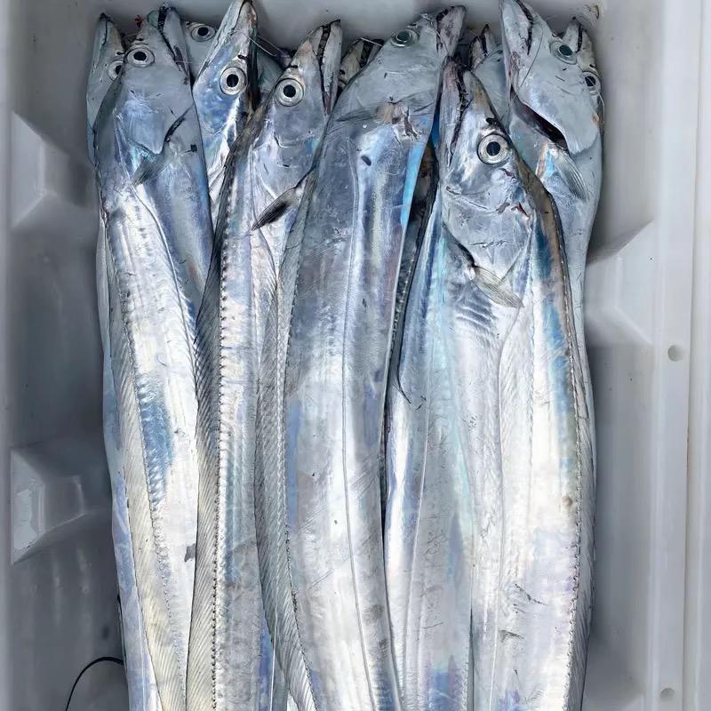 天津带鱼老刘海鲜水产