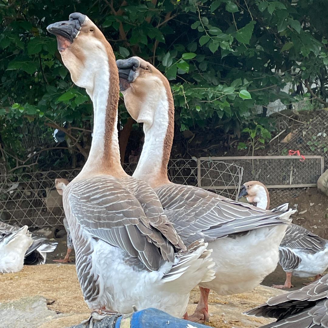 咏兴澄海狮头鹅