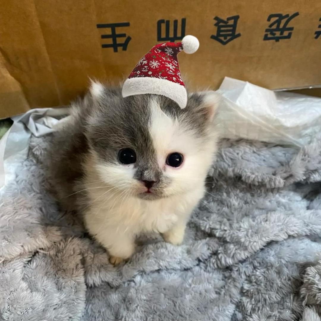 猴子大王66