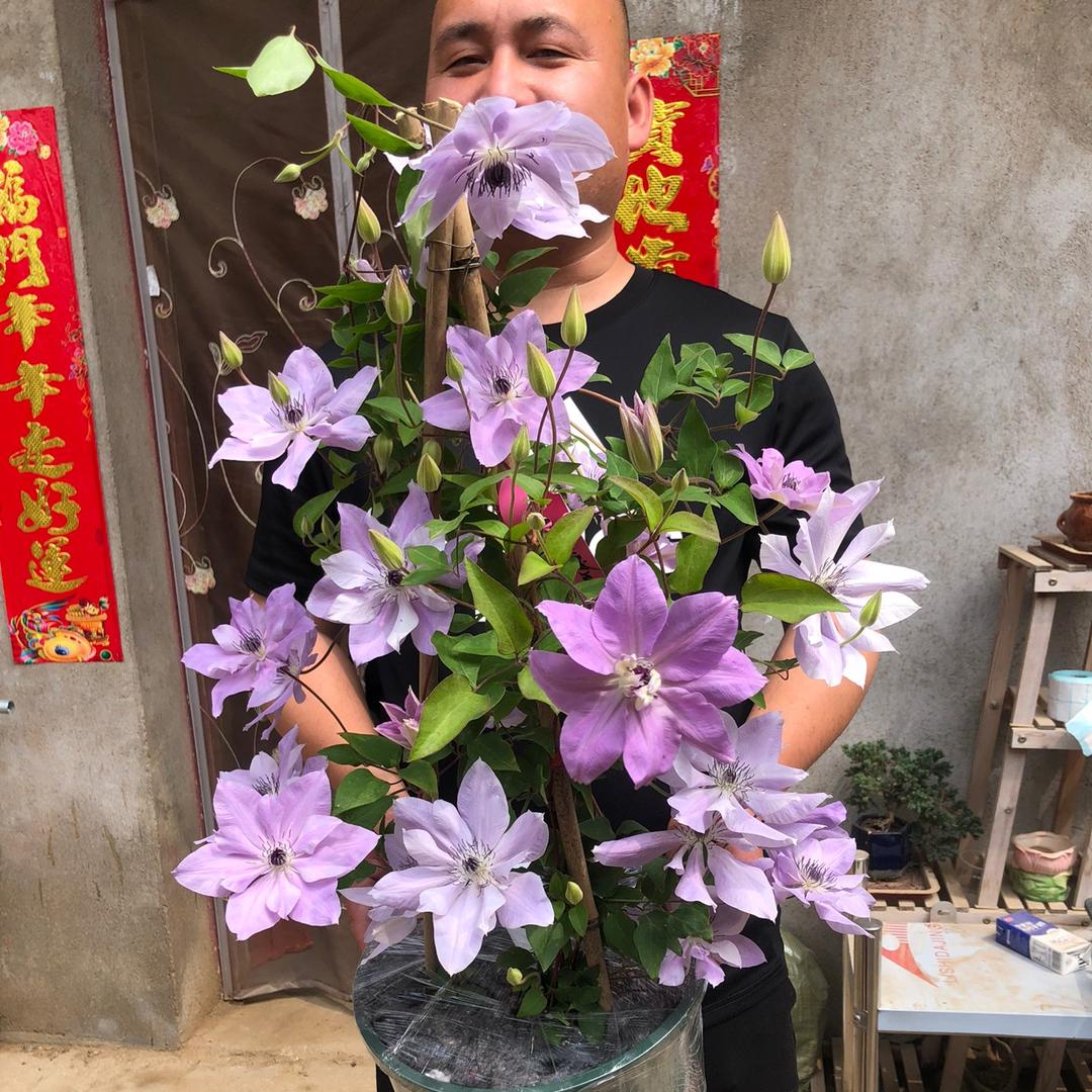 桃艺缘铁线莲花卉基地