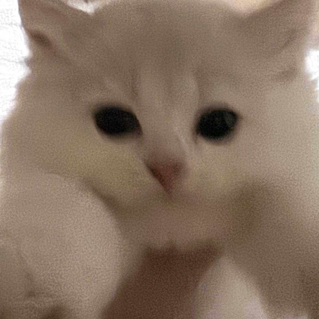 🌈金毛
