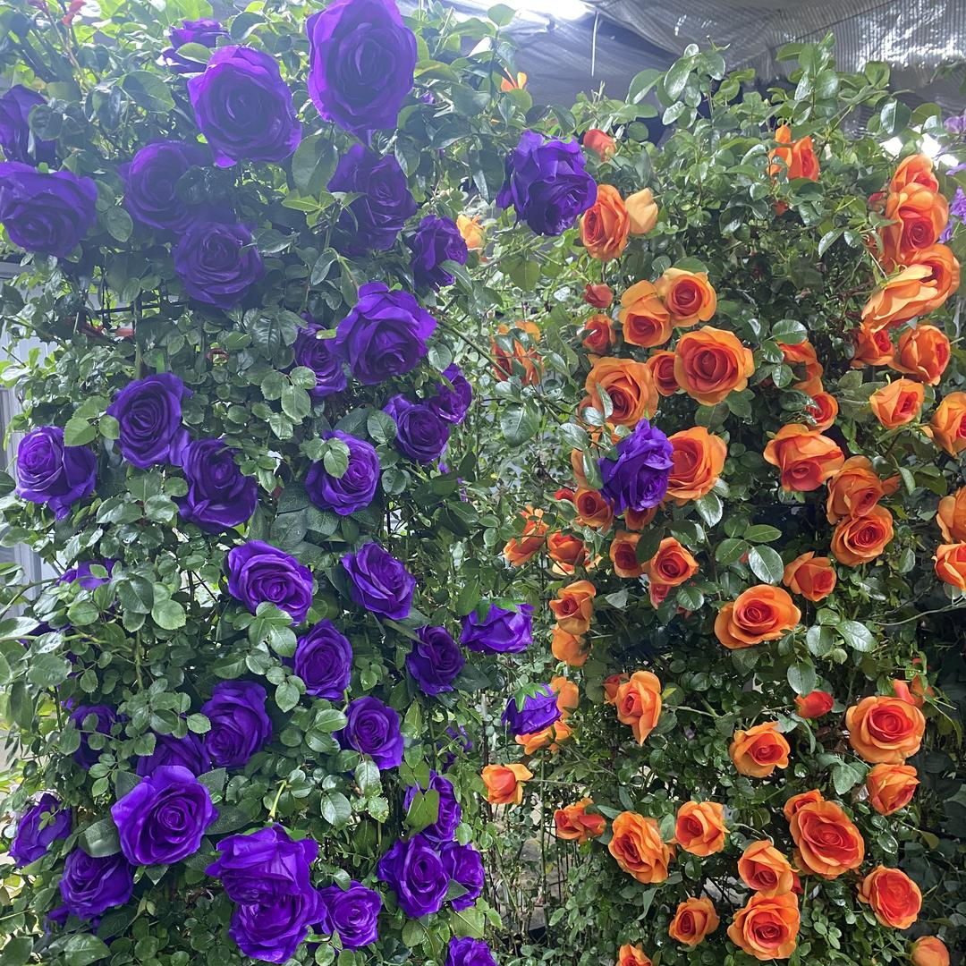 奇花异草爬藤基地