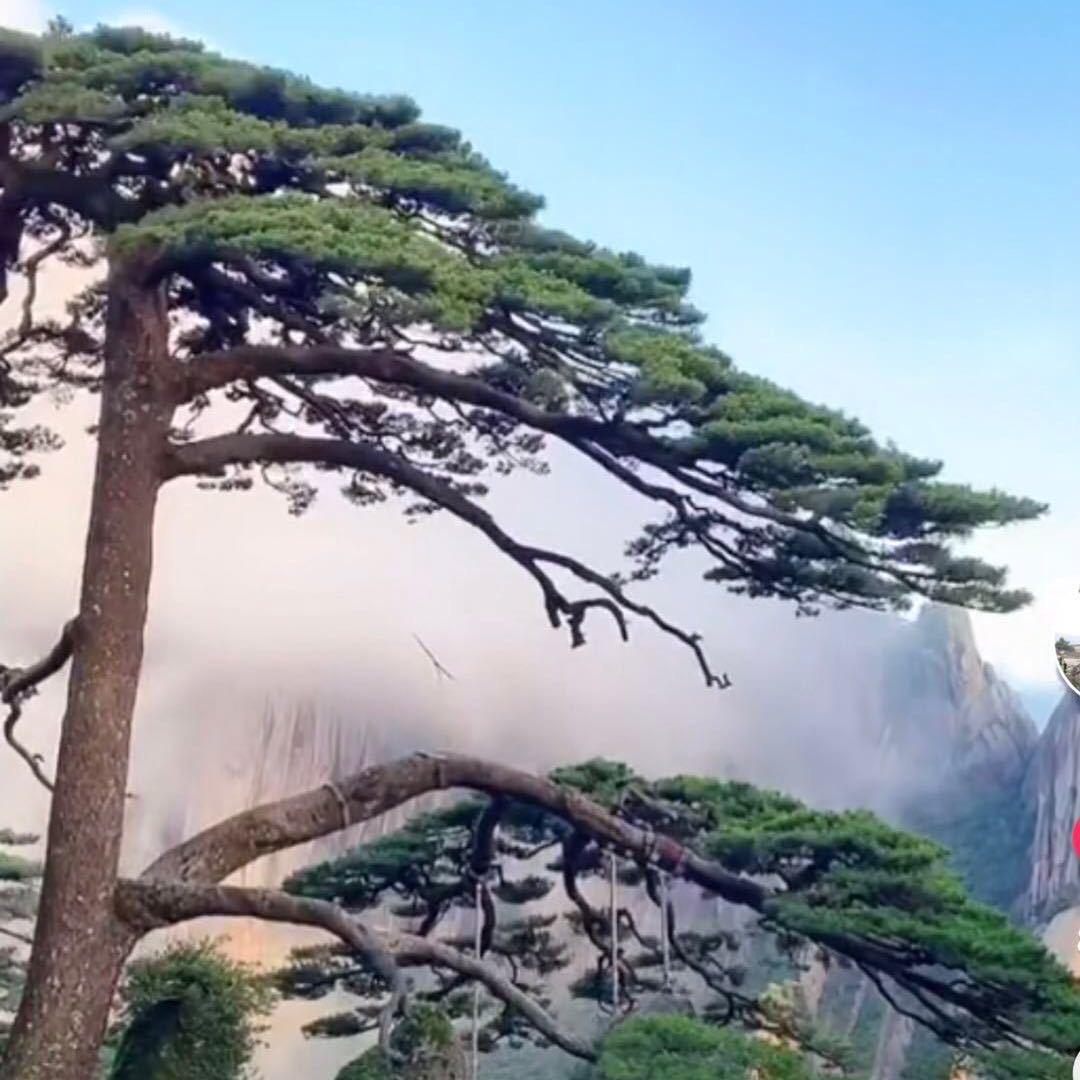 江湖人春哥