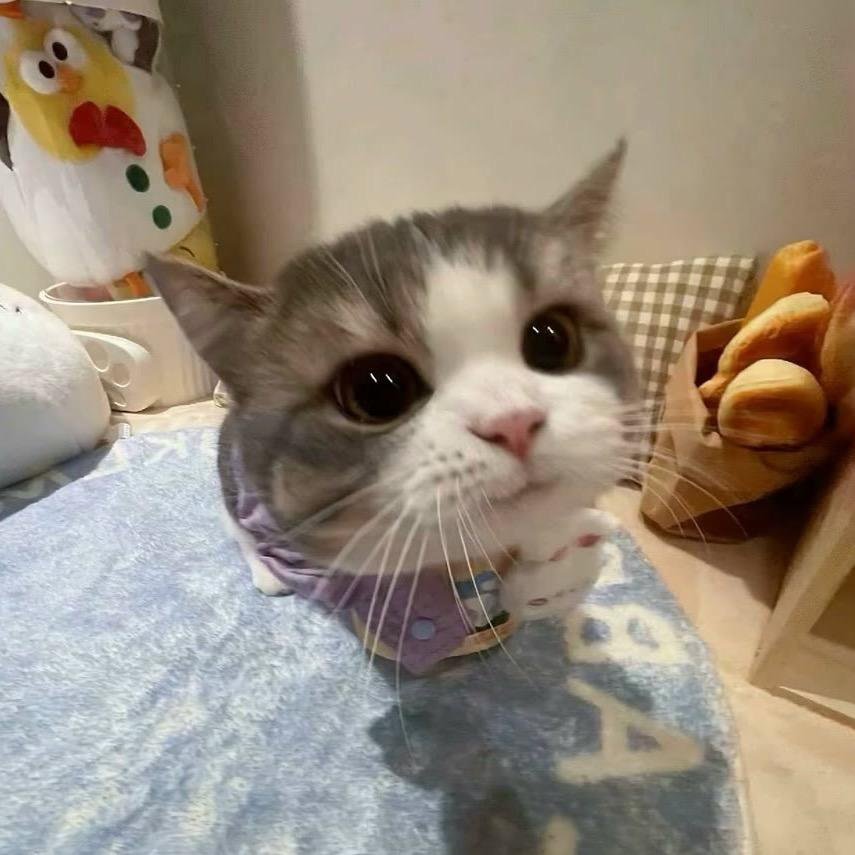 啊了个啾