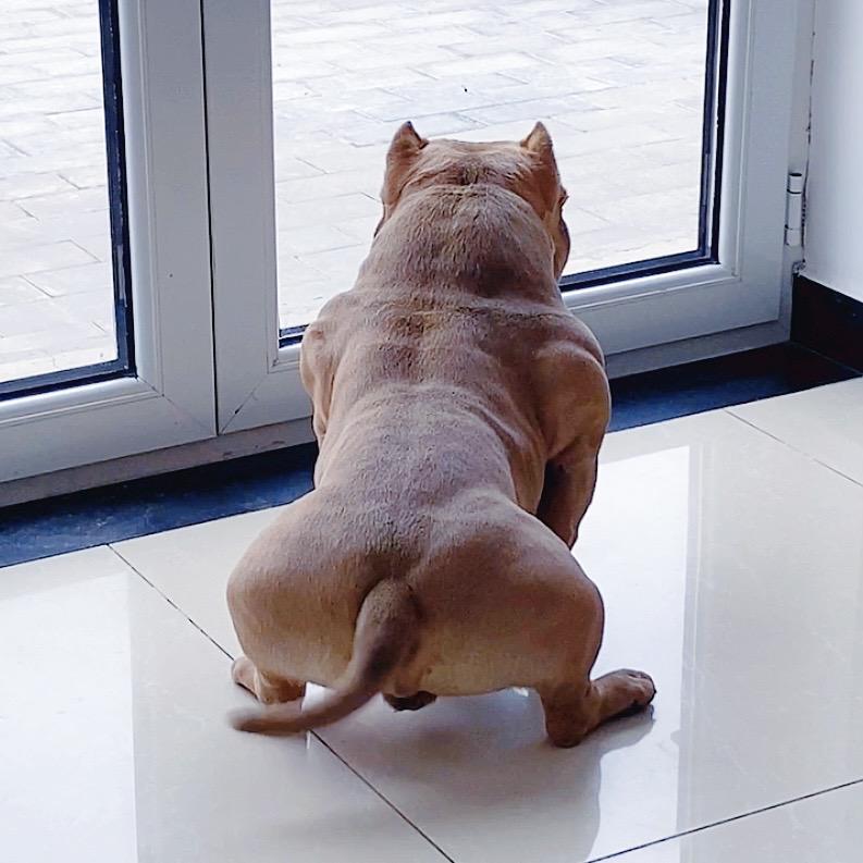 恶霸犬皮皮•小号