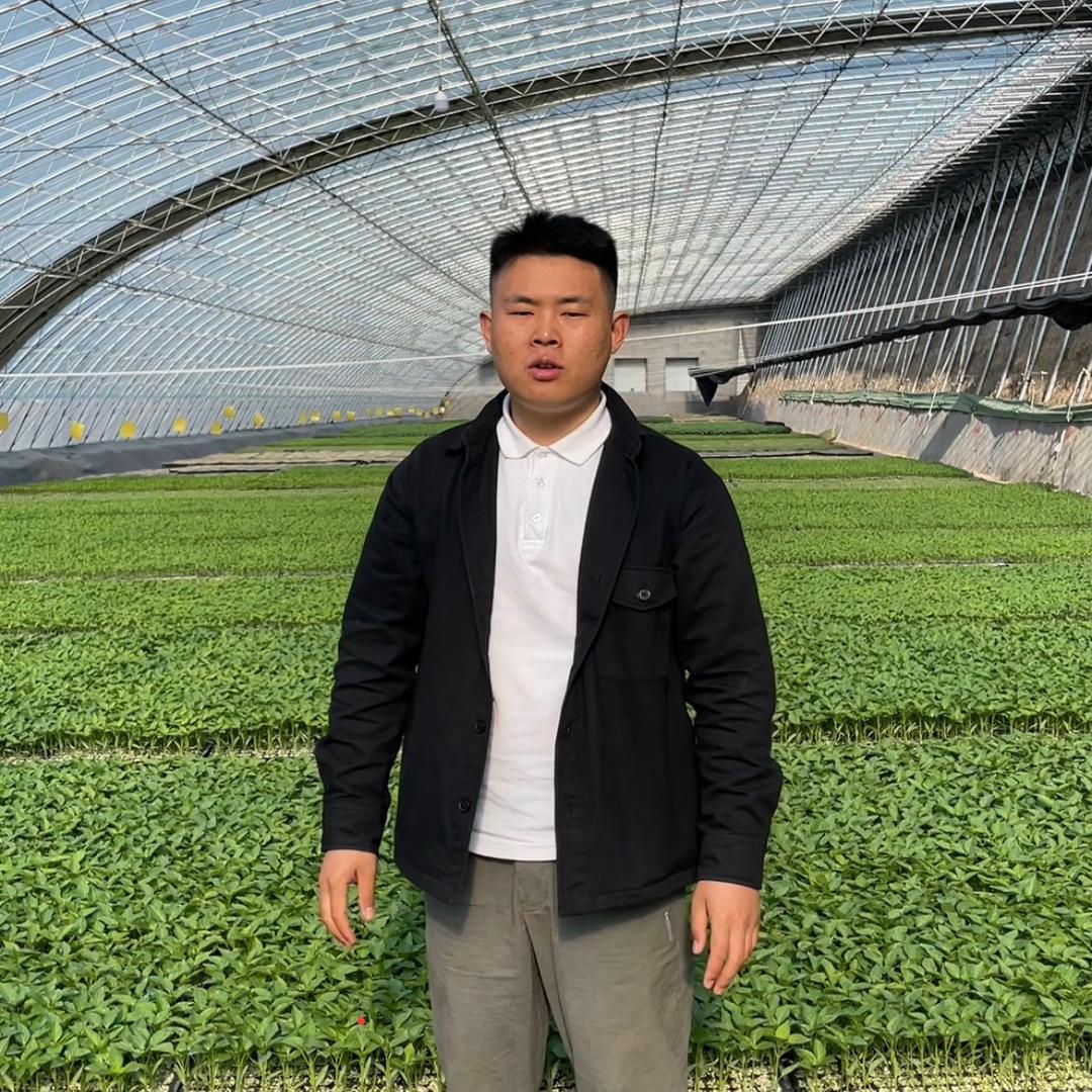 寿光鑫旺农业乐杰种苗