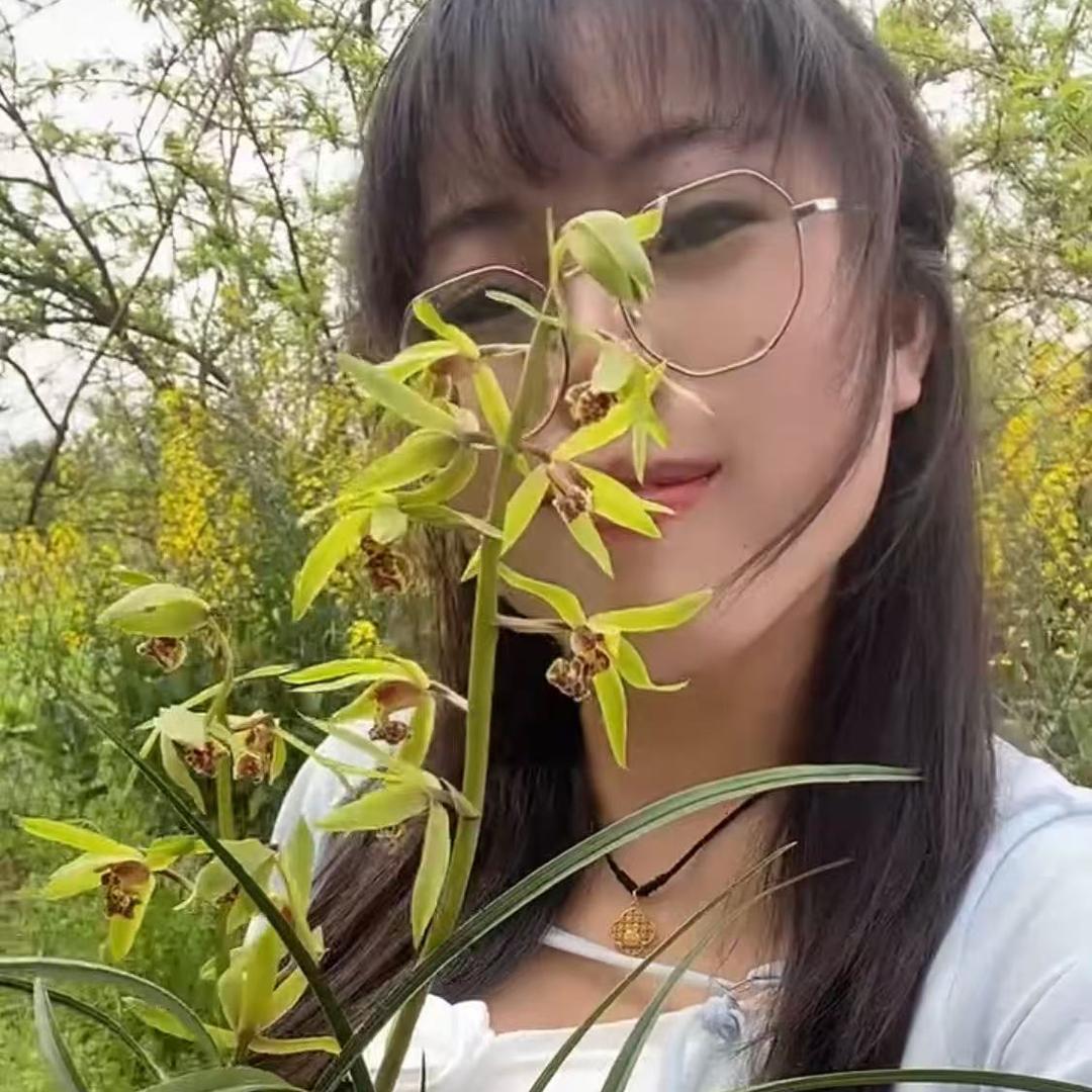 小辉辉兰花