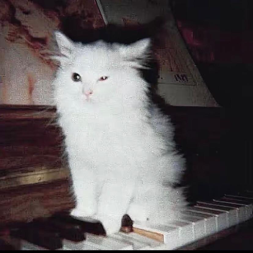 鱼多多