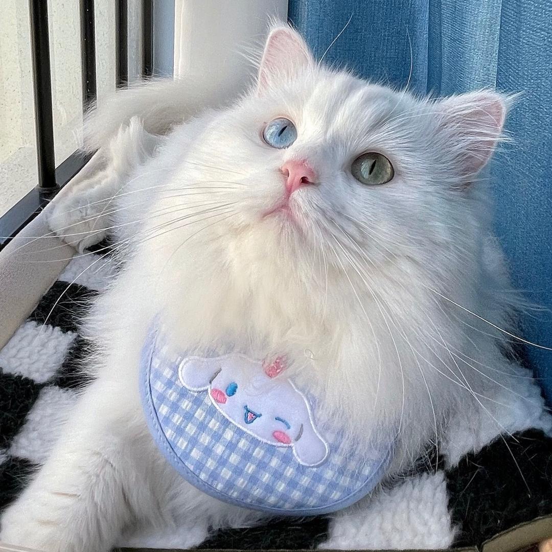 PiPi