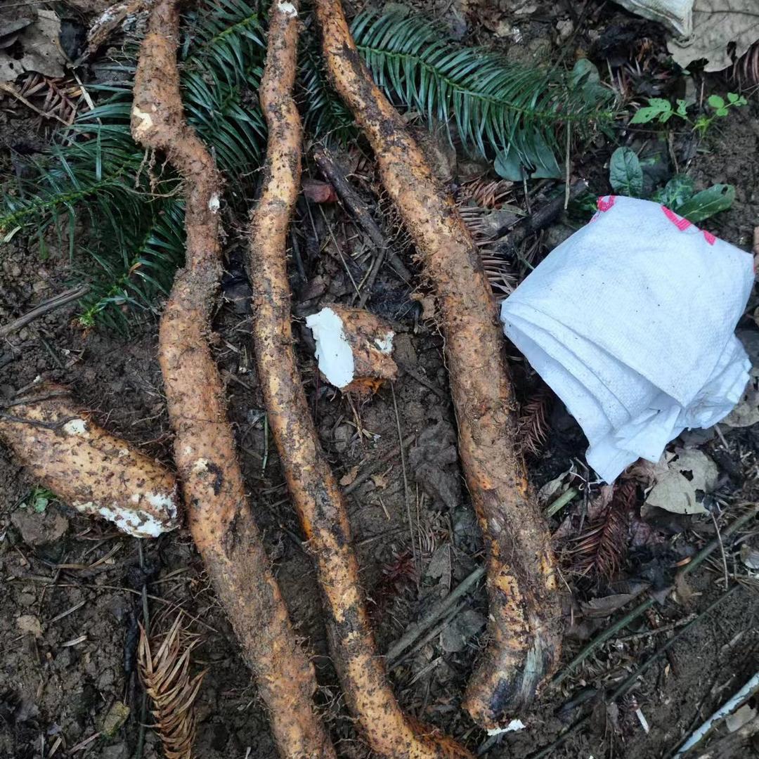 挖山货的女汉纸