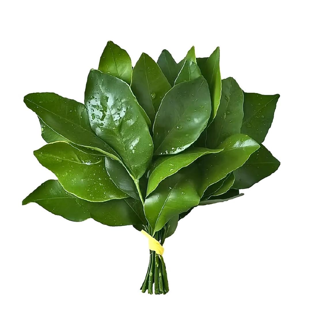 牛豆芽