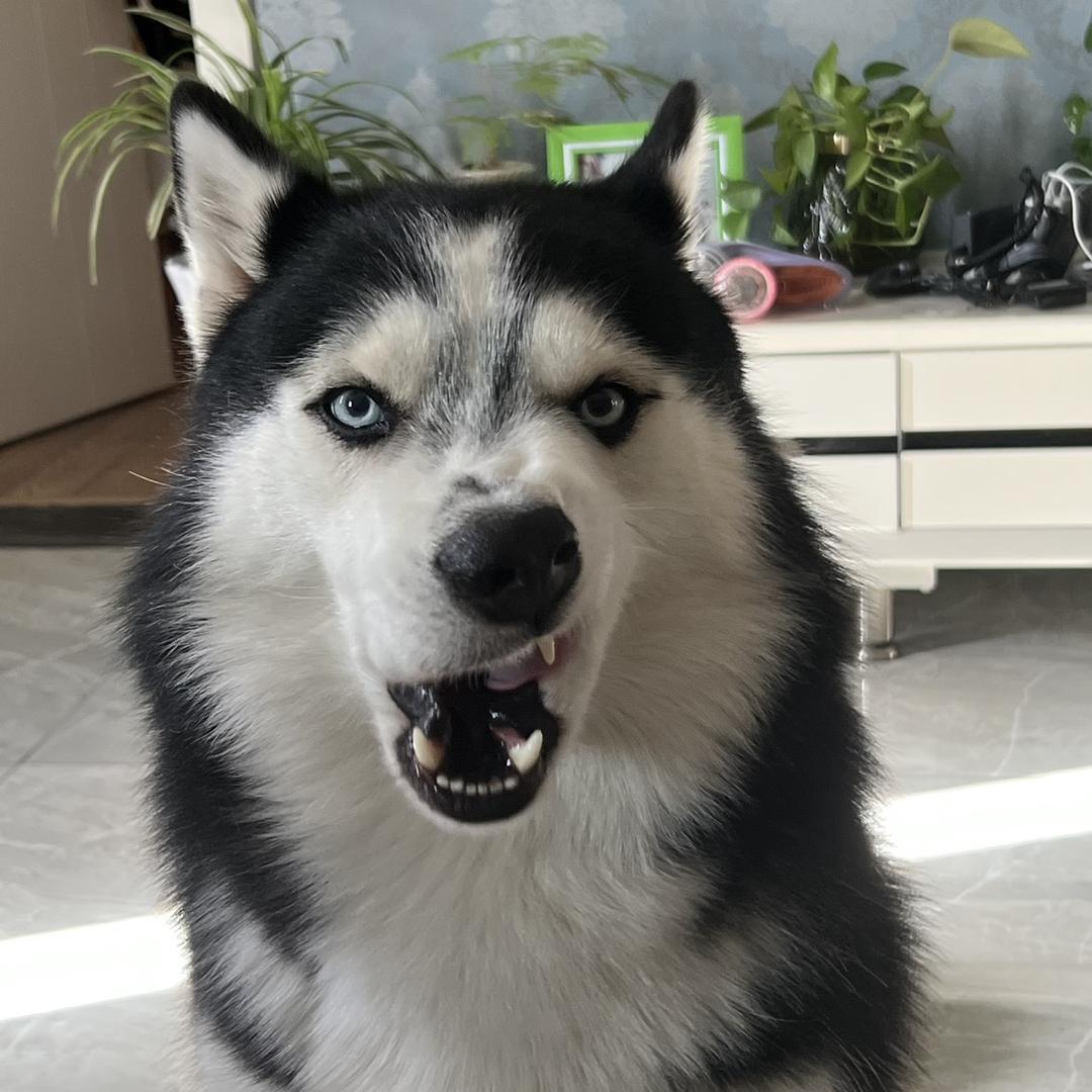 奥利奥的姐姐