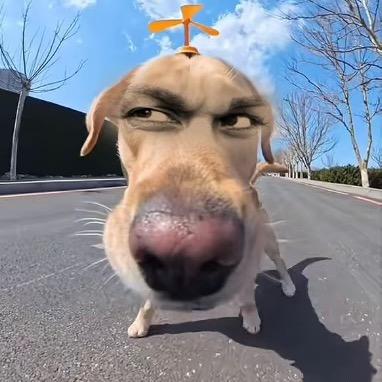 。不爱吃葱🌟头像