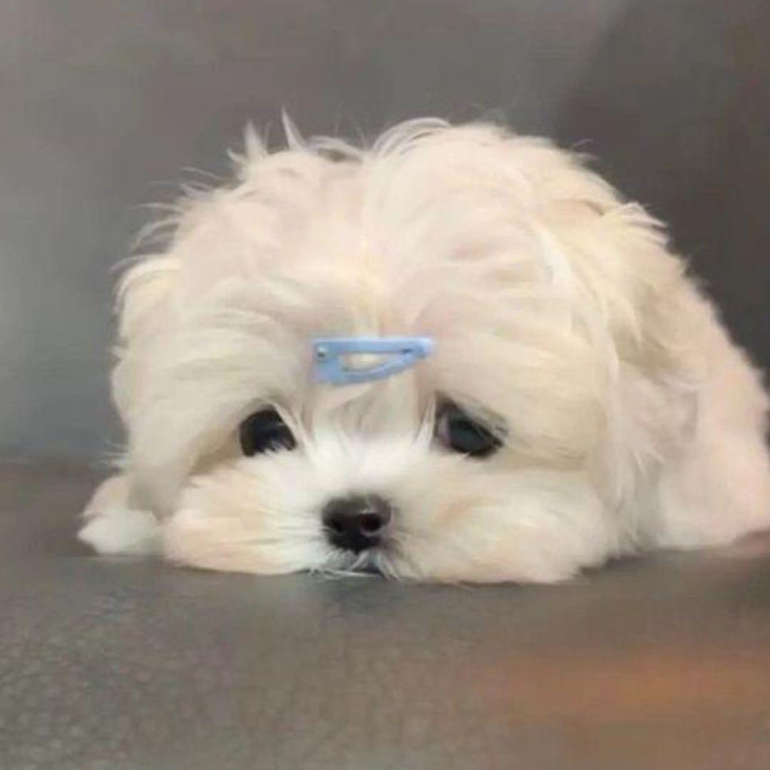 不许再掉小珍珠了