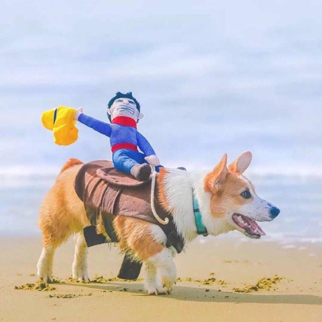 家有小浑浑。