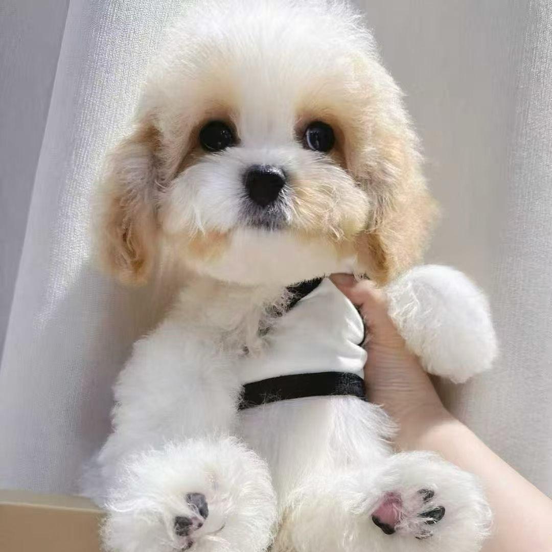 肇东、亿只宠、宠物店