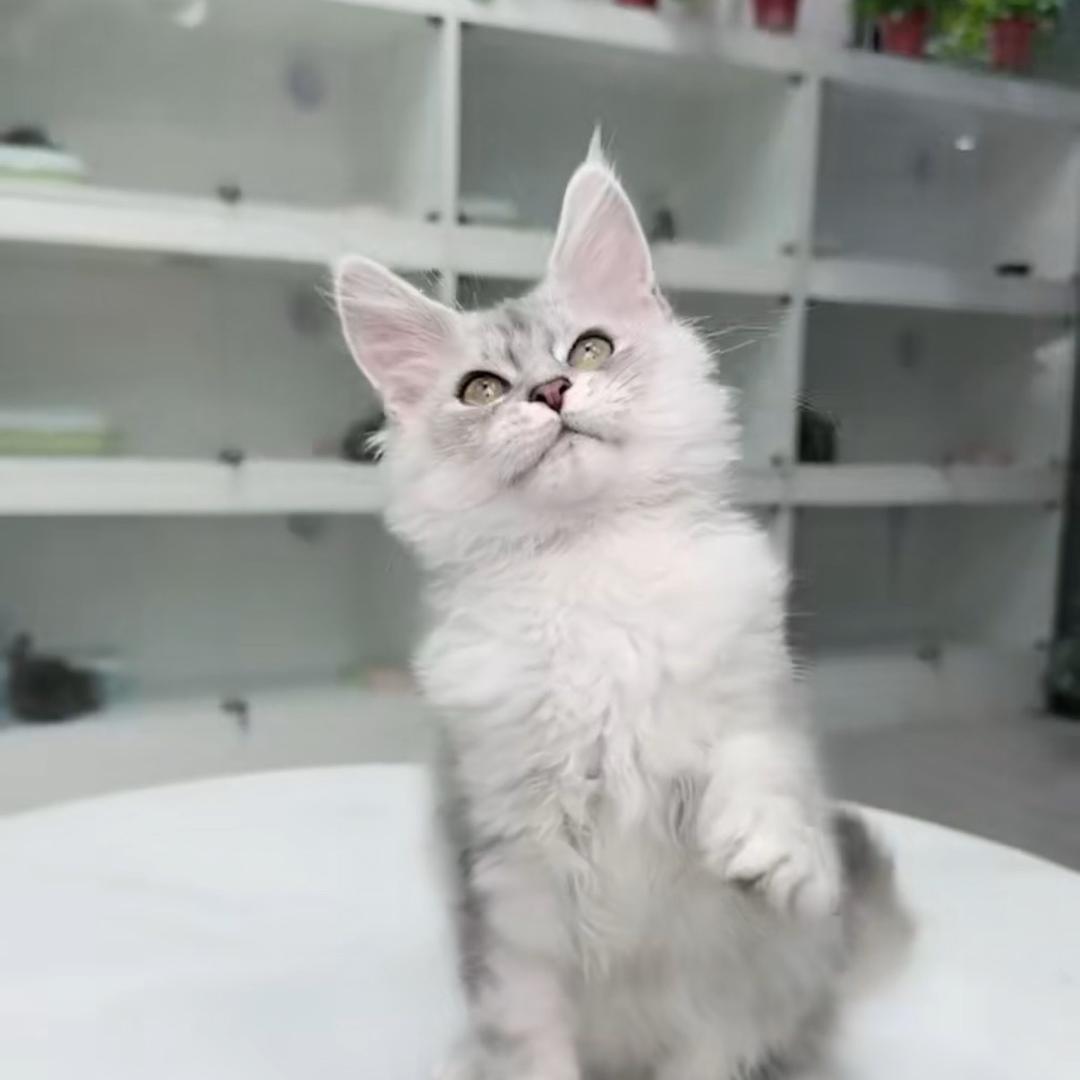 3️⃣西安猫舍(直播号)
