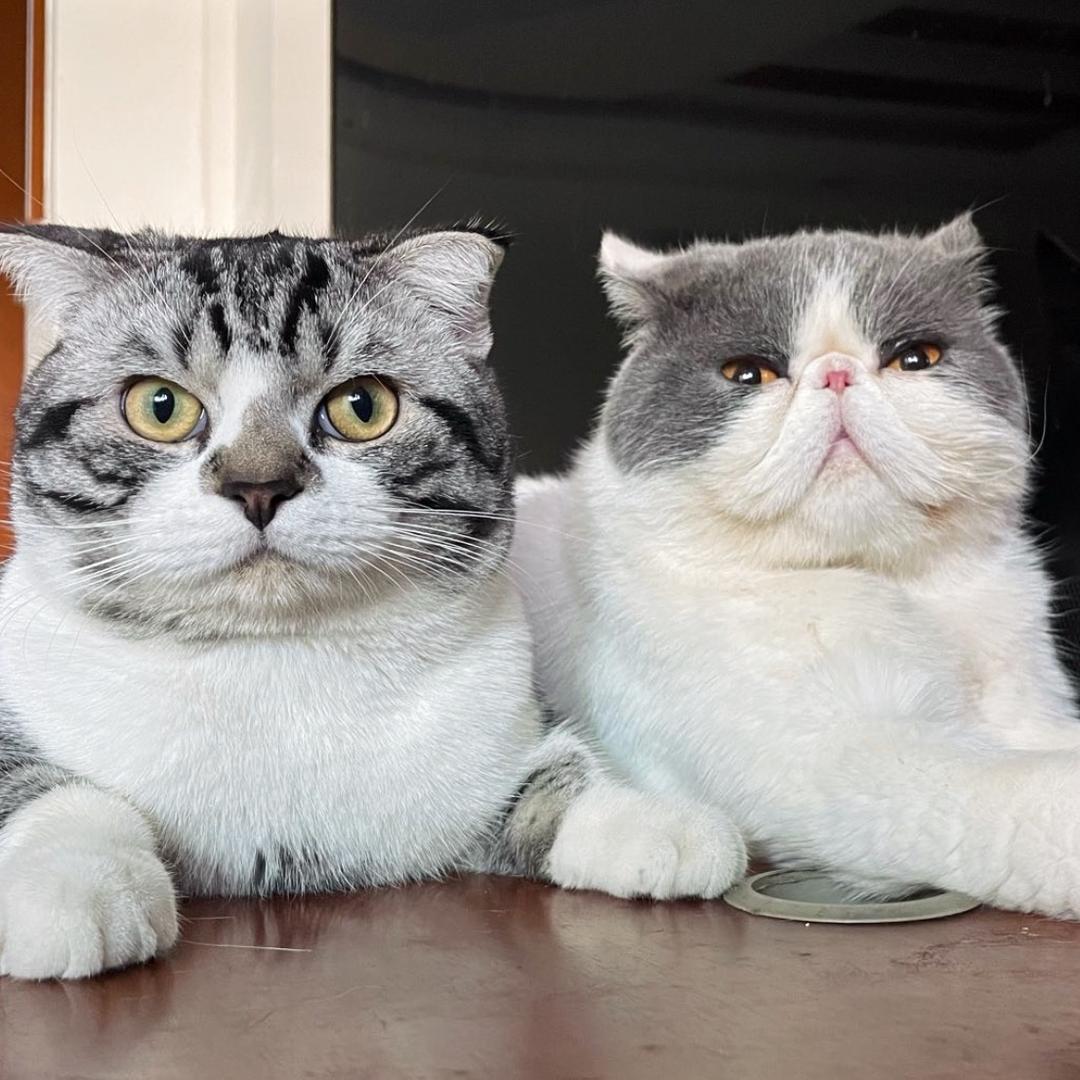 叫喵喵也叫咪咪