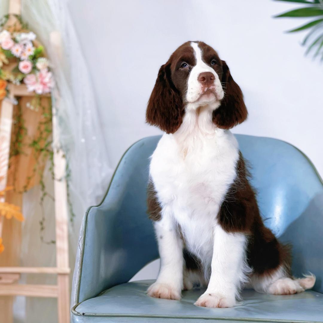 NGKC会员豫宾犬舍（墩墩家史宾格）