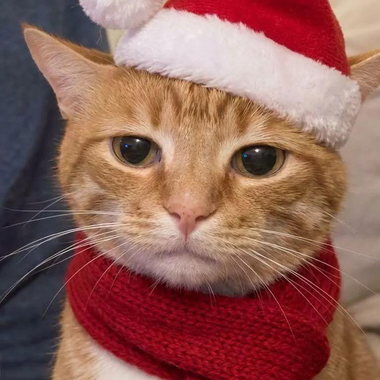 谁说这豆角老啊