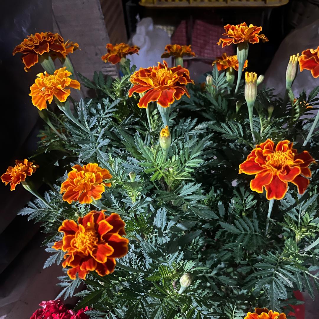 ꧔এ᭄🐏¹⁹₉1    何