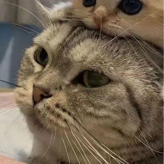 掠笙